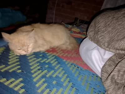 Female Persian cat Punch  Face double cout and 2 baby