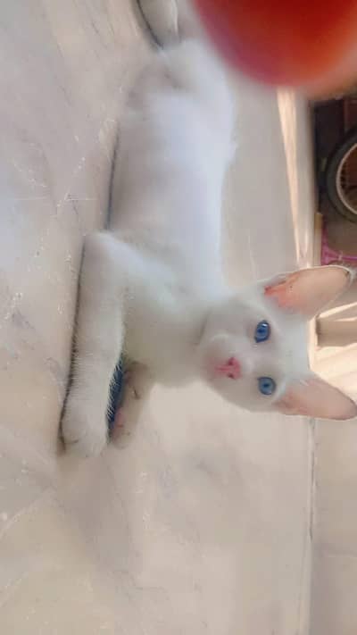 Persian Cat (mother with son) for adoption