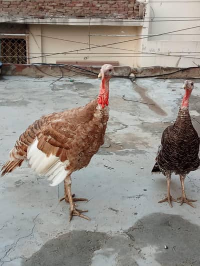 turkey birds for sale near samnabad Faisalabad 03239652384