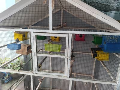 Finches and cage
