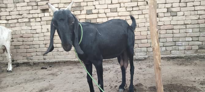 betal Desi cross female 03327615738