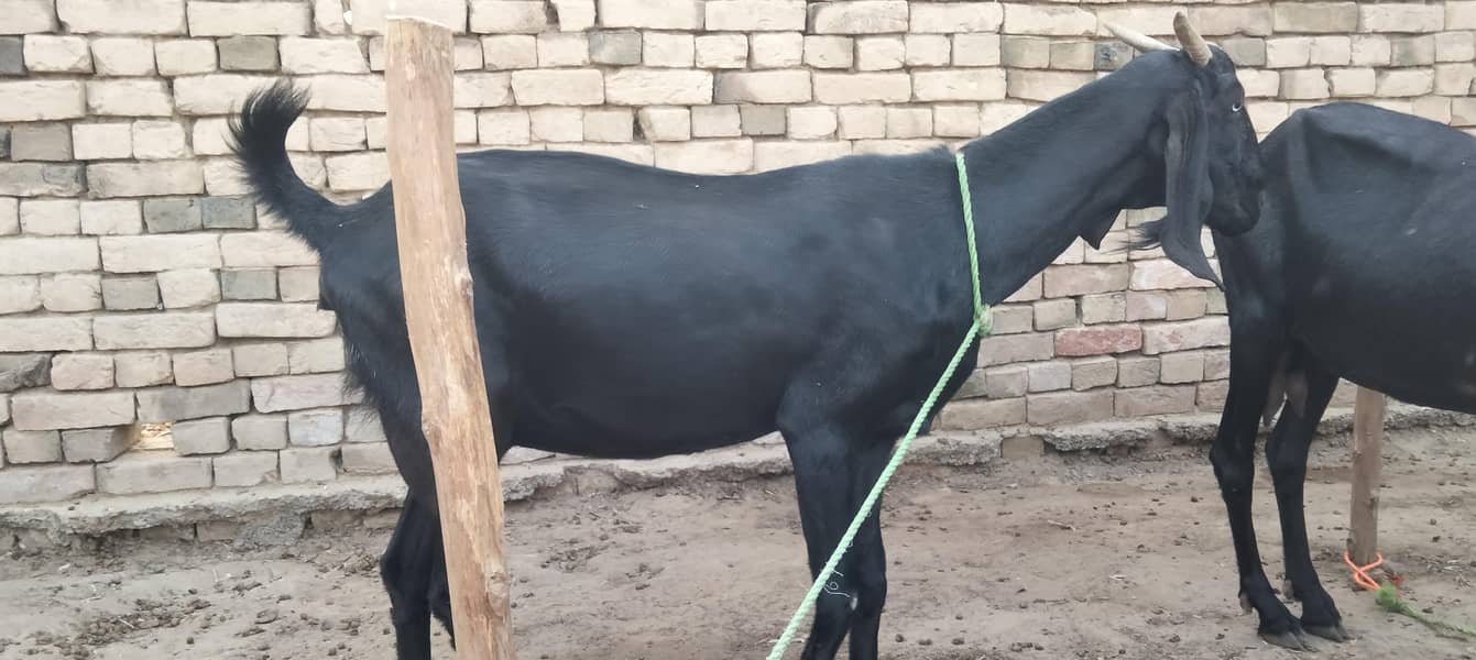 گبن تیار بکری20 دن لے گی 1
