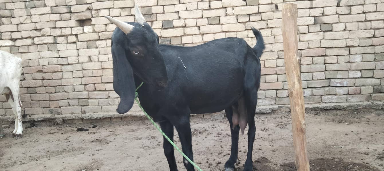 گبن تیار بکری20 دن لے گی 2