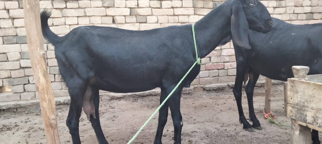 گبن تیار بکری20 دن لے گی 3