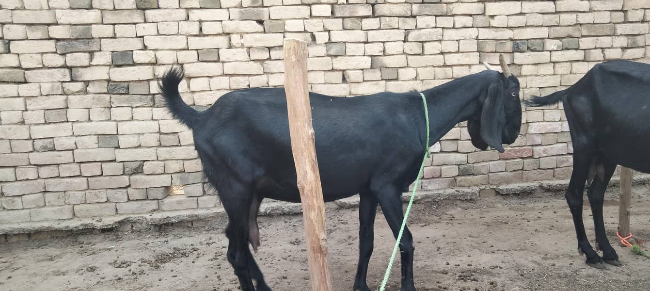 گبن تیار بکری20 دن لے گی 4
