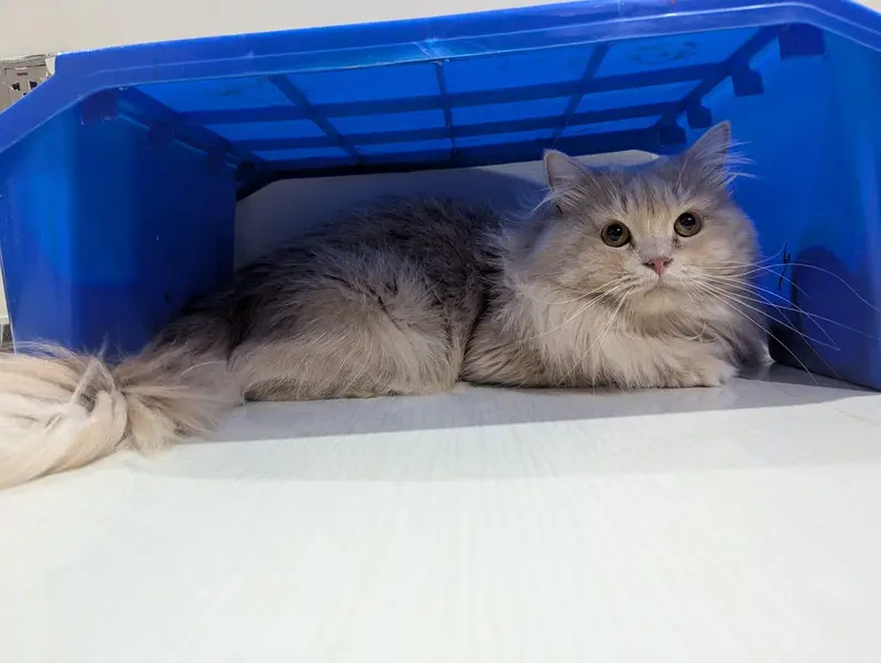 Adult Persian Male Cat (3.2 Years) with Passport & Accessories Kit