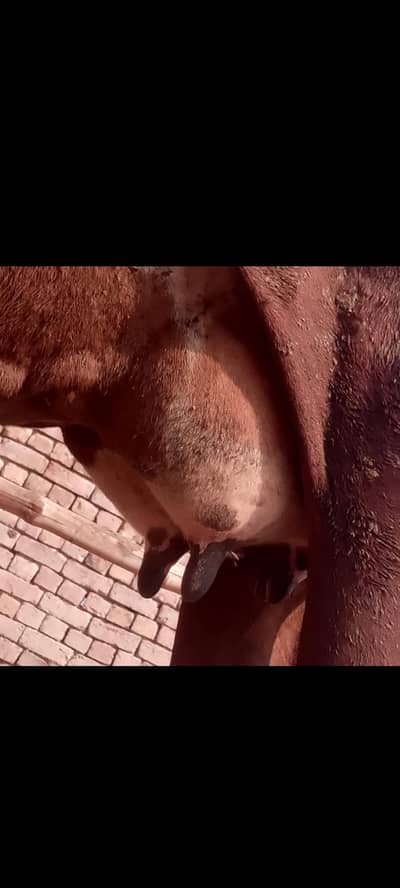 cow for sale 03033057164 falto ma koi call na kry
