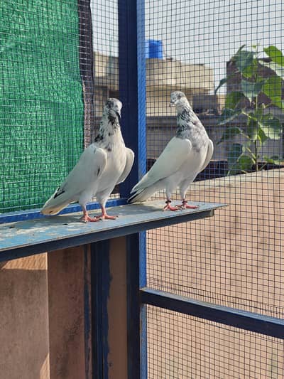 Batera Sialkoti Pair