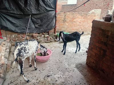 Dasi dogli
