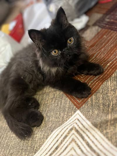kitten for sale