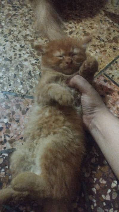 Persian kitten