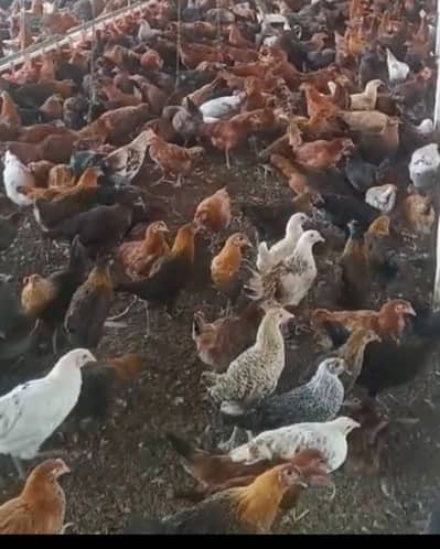 Golden Misri Murgiyan / Hens / Pathiyan