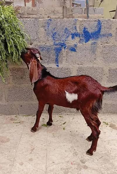 beetal Punjab male