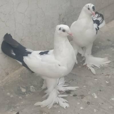 Big size sherazi pair ready to first breed