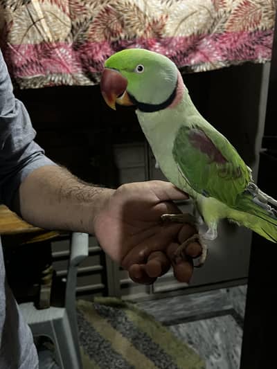 Raw parrot