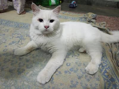 white Persian Cat male