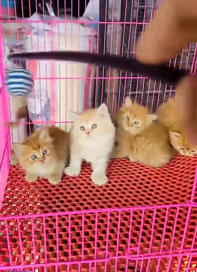 Persian kitten triple cot. for sale WhatsApp my 03412355074