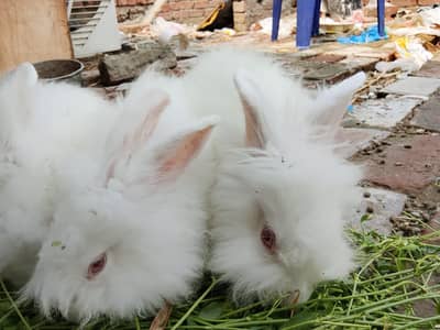 Angora rabbit for sale