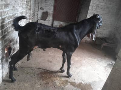 Pure Black beetal 8 dant breeder Mao collage lahore 03096614586