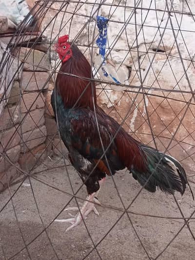 Aseel mianwali breaded bird available WhatsApp number 03365367869