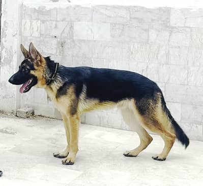 German Shehpard 10 Month Stock Coat Male