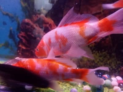 big size gold fish 10inch