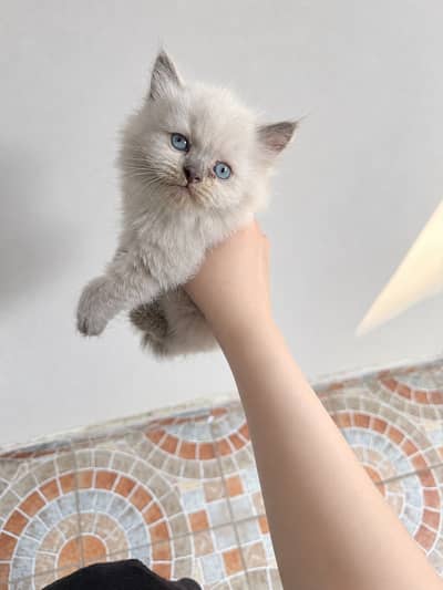 Semi punch Persian kitten