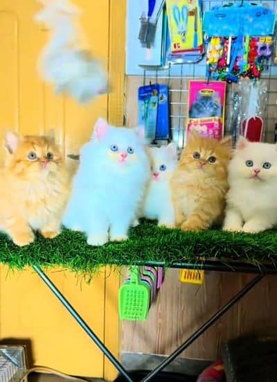 Persian kitten triple cot. for sale WhatsApp my 03412355074