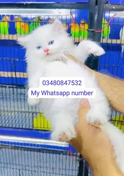 Persian kittens for sale