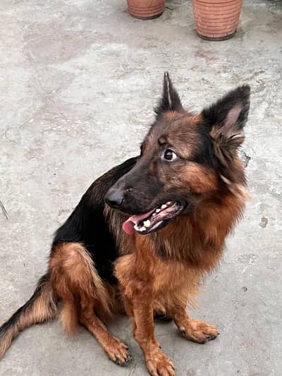 German Shepherd female dog for sale GSD
