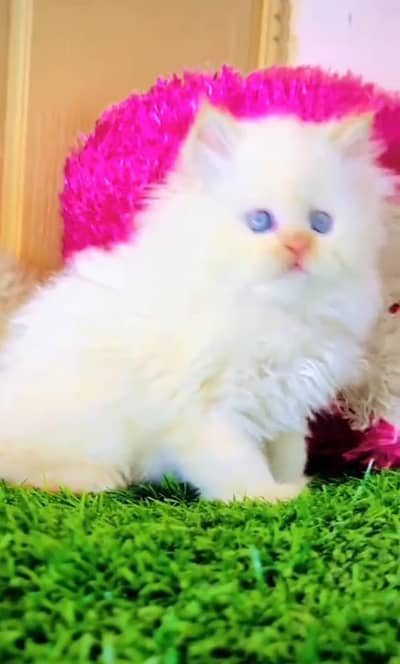 Persian kitten triple cot. for sale WhatsApp my 03412355074