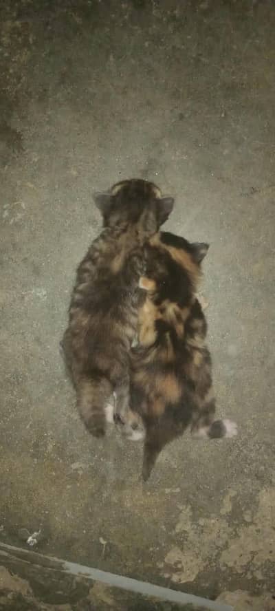 Persian Cat For Sale