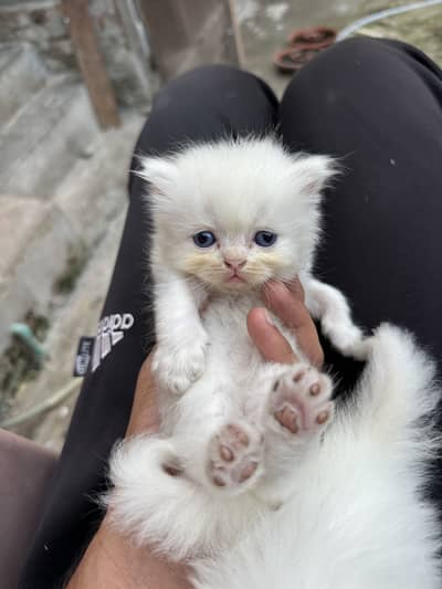 For sale