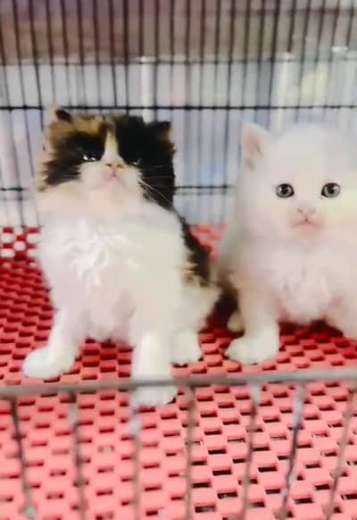 Persian kitten triple cot. for sale WhatsApp my 03412355074