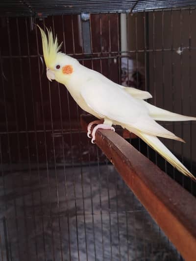 cocktail breeder female