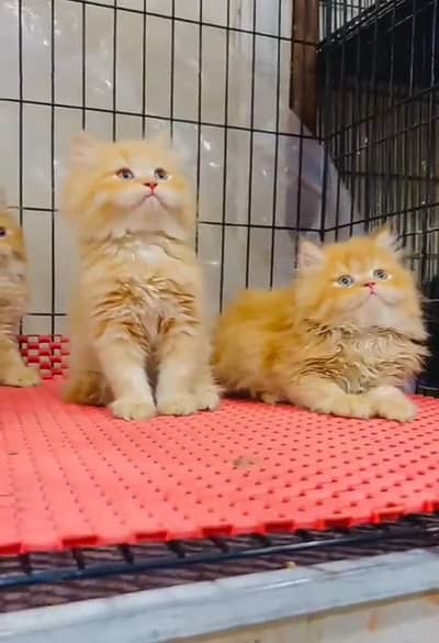 Persian kitten triple cot. for sale WhatsApp my 03412355074