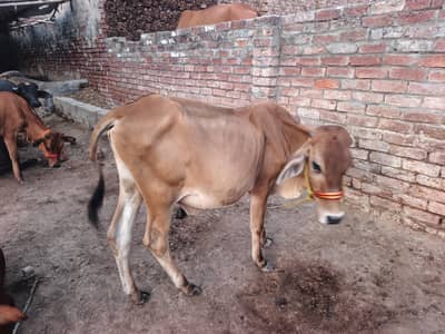 sahiwal dasi wachaa