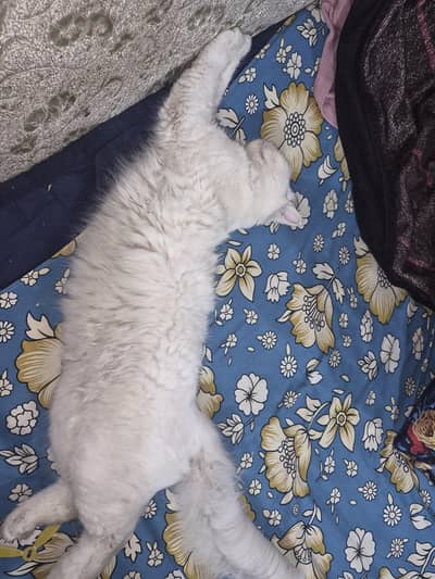 persina male cat 10 months ka ha
