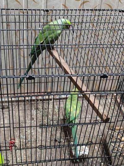 Gareen Parrots