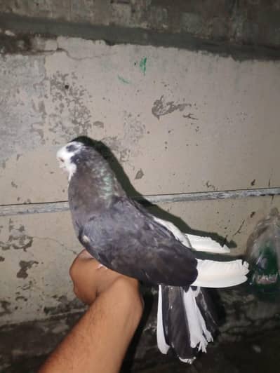 pigeons for sale 3 piece in 2000 kami ho jai gi