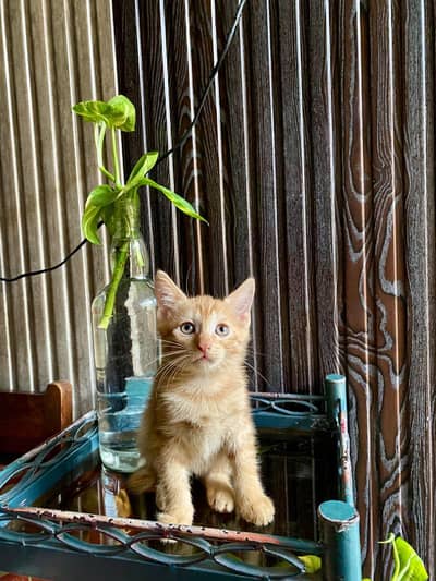 Persian cat