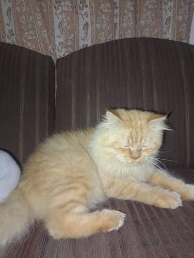 Persian cat for sale