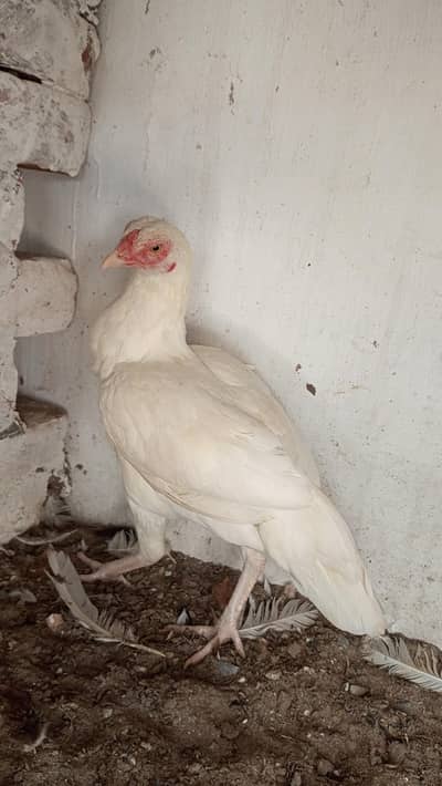 Home breed Aseel birds
