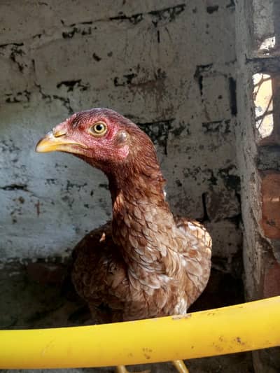Home breed Aseel birds
