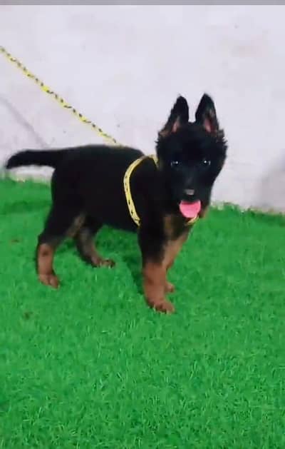 German Shepherd long coat puppies for sale  WhatsApp me 03412355074