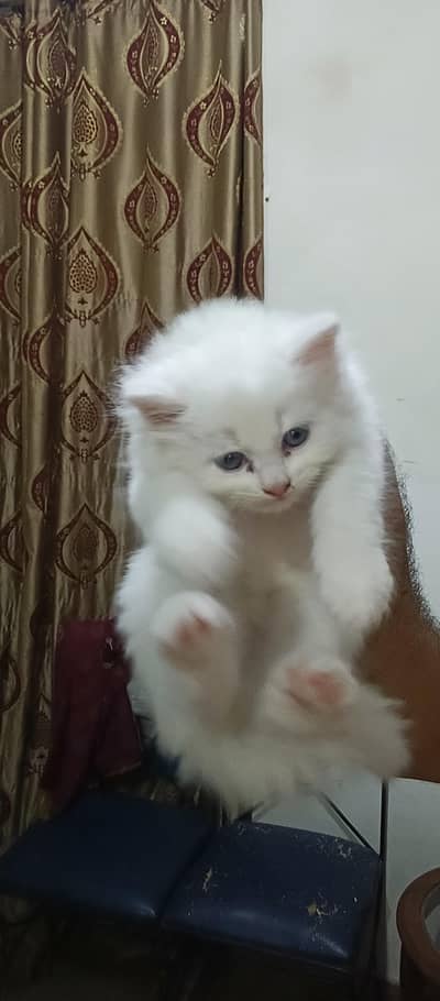 Beautiful Healthy Kittens for Sale – Playful & Active