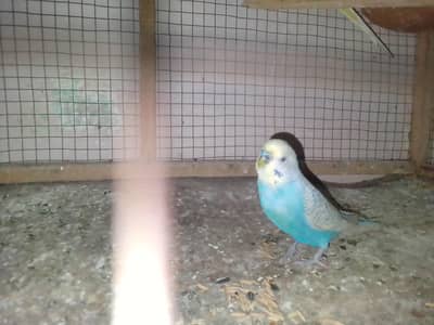 rainbow and lutino budgie and hand tame love bird