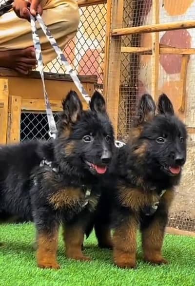 German Shepherd long coat puppies for sale  WhatsApp me 03412355074
