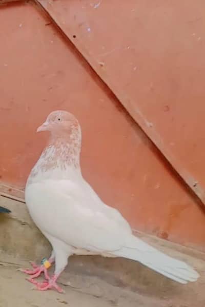 indian pigeon