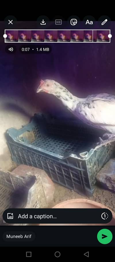 aseel +desi